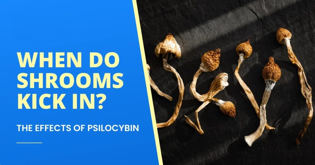 How Long Do Mushroom Chocolates Take to Kick In?