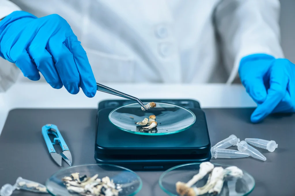 how is psilocybin studied in clinical research?