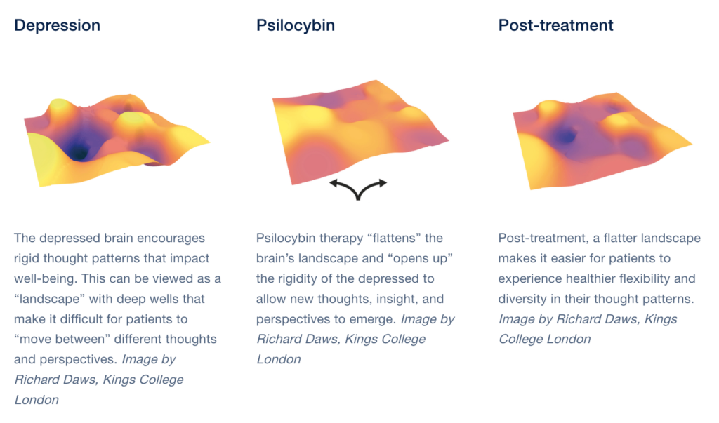 How Does Psilocybin Affect the Brain? Brain Science Explained
