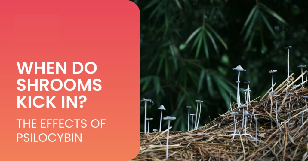 how long do mushroom gummies take to kick in